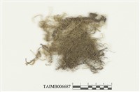 藏品(鞭枝懸苔)的圖片